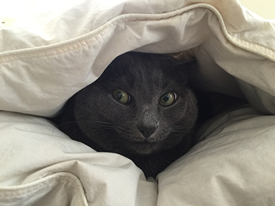 Trixie hiding under the comforter